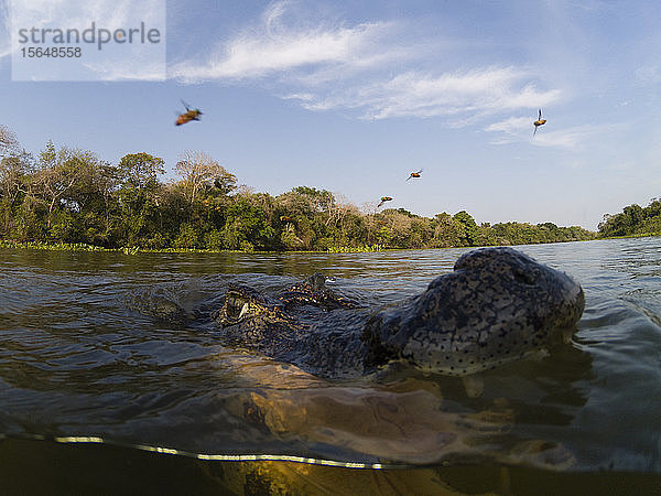 Jacare Caiman (Caiman yacare) in Rio Claro  Pantanal  Mato Grosso  Brasilien