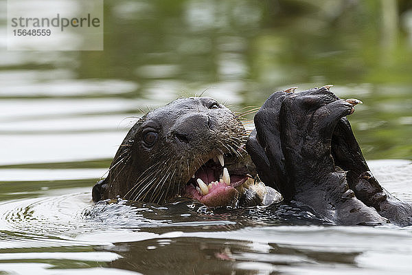 Riesenotter (Pteronura brasiliensis) beim Fischessen im Fluss  Pantanal  Mato Grosso  Brasilien