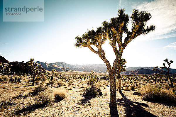 Verborgenes Tal  Joshua-Tree-Nationalpark  Kalifornien  USA