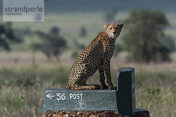 Gepard  Acynonix jubatus bei der Nachvermessung der Savanne  Voi  Tsavo  Kenia