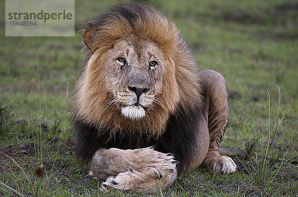 Löwe (Panthera leo)  Kariega-Wildreservat  Südafrika