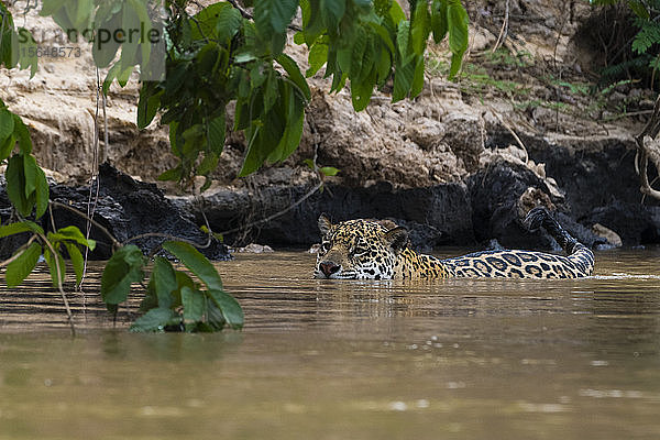 Jaguar (Panthera onca) watend im Fluss  Pantanal  Mato Grosso  Brasilien
