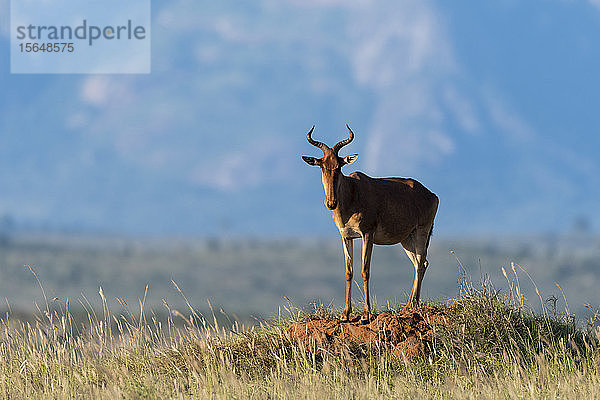 Kokskuhantilope  Alcelaphus buselaphus cokii auf Termitenhügel  Berge im Hintergrund  Voi  Tsavo  Kenia