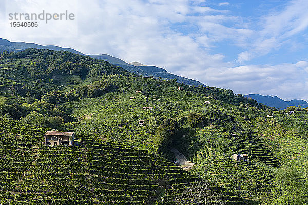 Weinberg Prosecco Valdobbiadene  Colbertaldo  Venetien  Italien