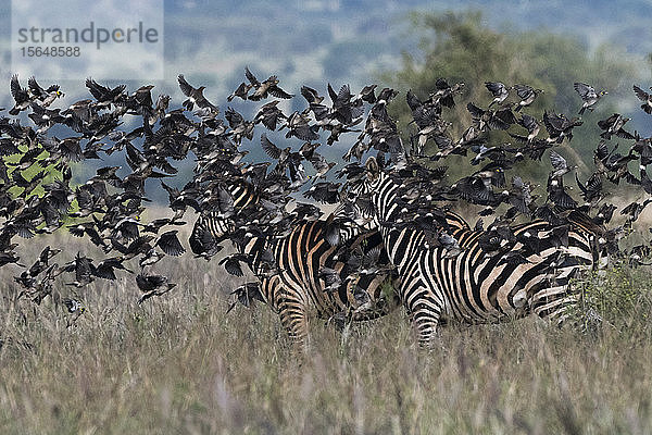 Schwärme von Rauchschwalben  Hirundo rustica  überfliegen Zebras  Equus quagga  Voi  Tsavo  Kenia