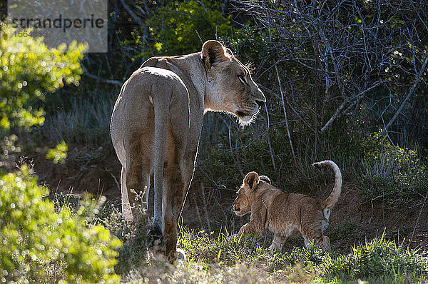 Löwe (Panthera-Löwe) und Jungtier  Kariega-Wildreservat  Südafrika