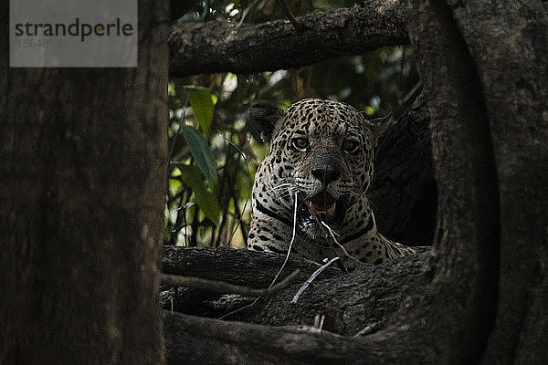 Jaguar (Panthera onca)  Pantanal  Mato Grosso  Brasilien