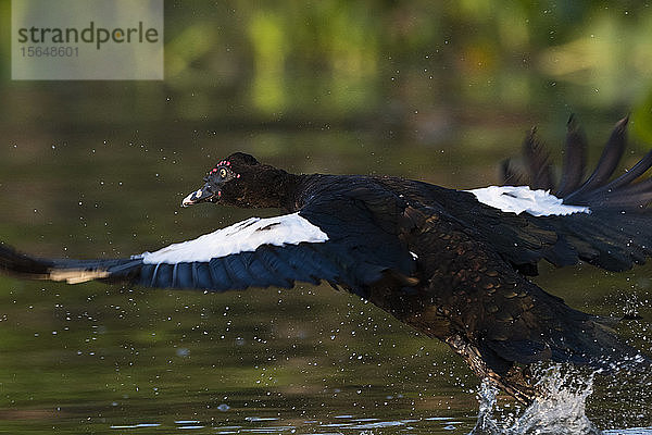 Moschusente (Cairina moschata) fliegt an der Flussoberfläche vorbei  Pantanal  Mato Grosso  Brasilien