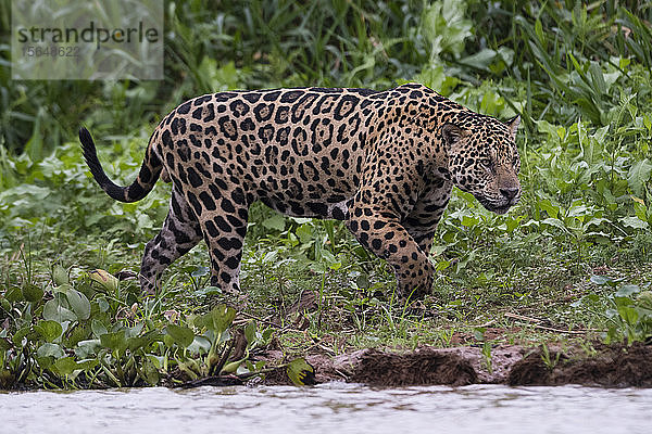 Jaguar (Panthera onca) zu Fuss am Flussufer  Pantanal  Mato Grosso  Brasilien