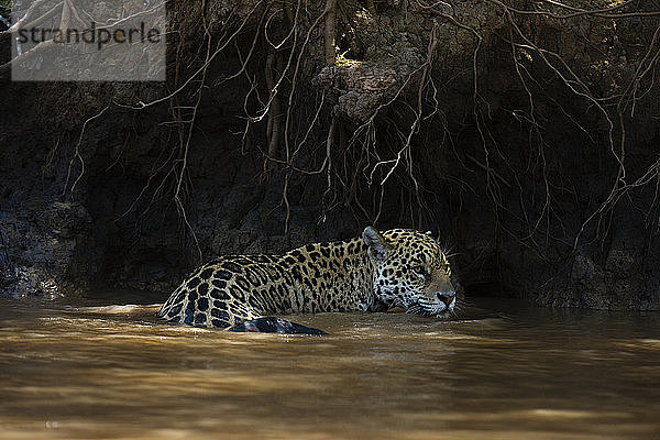 Jaguar (Panthera onca) watend im Fluss  Pantanal  Mato Grosso  Brasilien