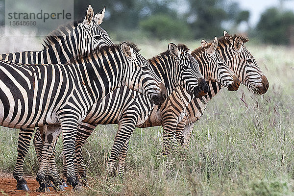 Herde Steppenzebras  Equus quagga  Voi  Tsavo  Kenia