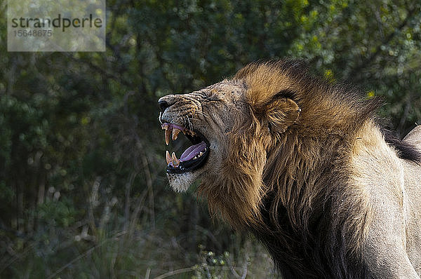 Knurrender Löwe (Panthera Leo)  Kariega-Wildreservat  Südafrika