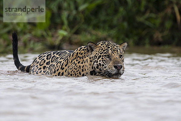 Jaguar (Panthera onca) geht ins Wasser  Pantanal  Mato Grosso  Brasilien