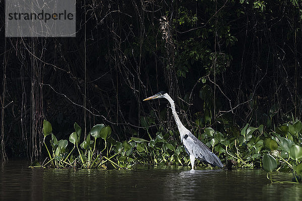 Cocoi-Reiher (Ardea cocoi) im Fluss  Pantanal  Mato Grosso  Brasilien