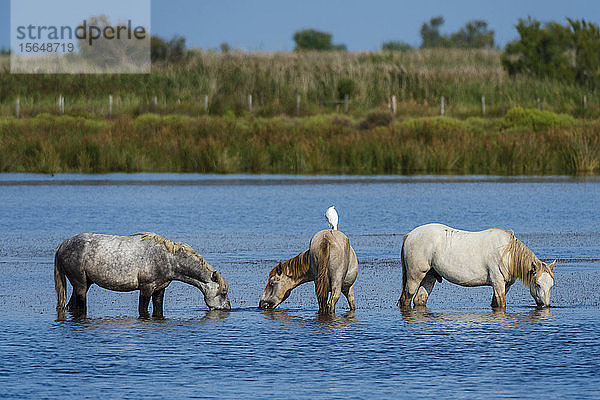 Camargue-Wildpferde im Wasser  Camargue  Frankreich