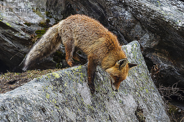 Rotfuchs (Vulpes vulpes)  Gran Paradiso-Nationalpark  Aostatal  Italien