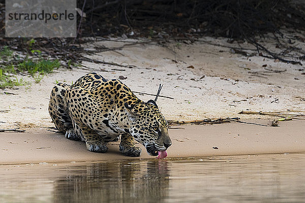 Jaguar (Panthera onca) Trinkwasser aus dem Fluss  Pantanal  Mato Grosso  Brasilien