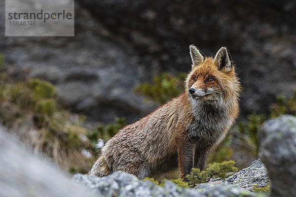 Rotfuchs (Vulpes vulpes)  Gran Paradiso-Nationalpark  Aostatal  Italien