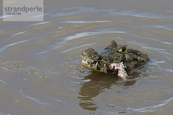 Jacare Caiman (Caiman yacare)  Pantanal  Mato Grosso  Brasilien