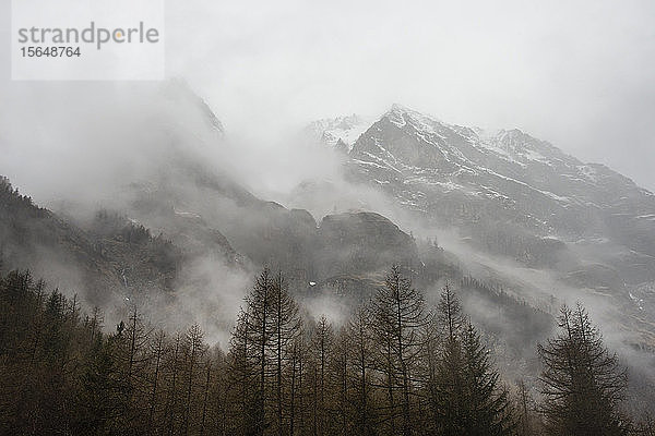 Bäume im Nebel  Nationalpark Gran Paradiso  Aostatal  Italien