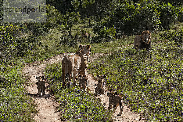 Familie von Löwen (Panthera Leo) und Jungtieren  Kariega Game Reserve  Südafrika