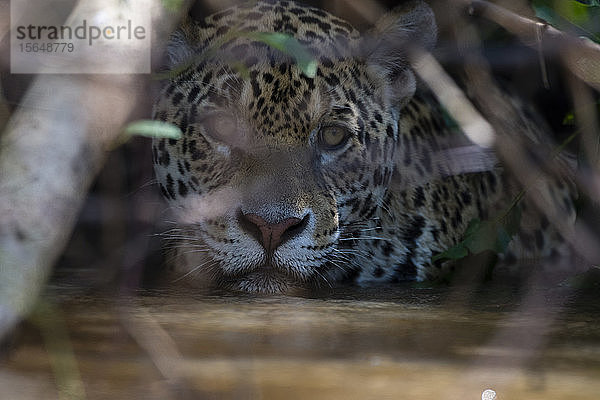 Jaguar (Panthera onca)  der sich versteckt und auf Beute wartet  Pantanal  Mato Grosso  Brasilien