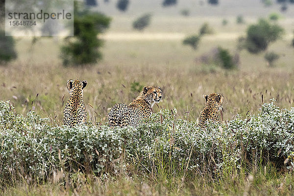 Geparden  Acynonix jubatus auf Beutejagd  Voi  Tsavo  Kenia
