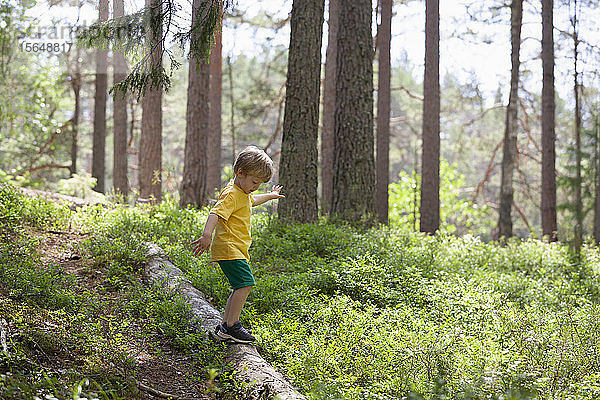 Junge erkundet Wald  Finnland
