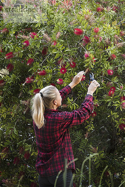 Frau beschneidet Blumen im Garten