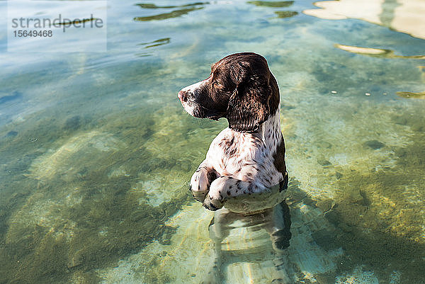 Neugieriger Hund  ein Spaniel  der in einem Wasserbecken steht