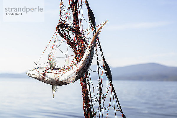 Im Fischernetz verfangener Fisch