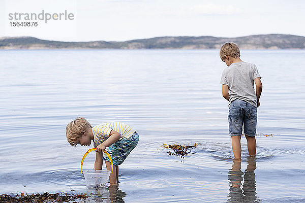 Brüder sammeln Muscheln am Strand auf