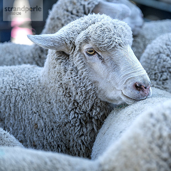 Schafe in Sun Valley  Idaho  USA