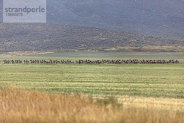 Elchherde auf einem Feld in Picabo  Idaho  USA