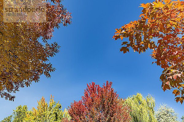 Herbstbäume gegen klaren Himmel