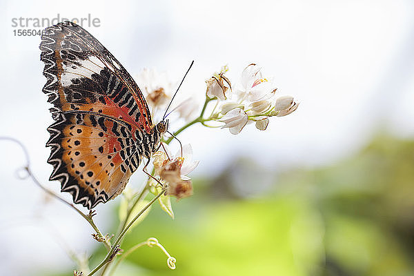 Brauner und oranger Schmetterling auf Blume