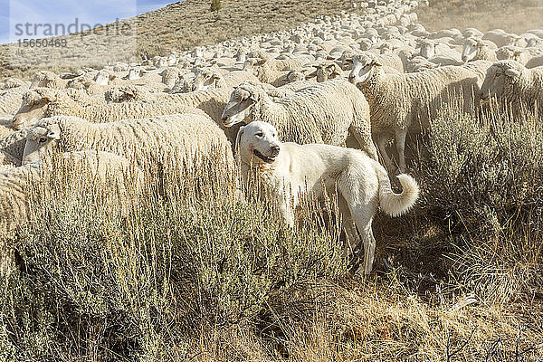 Großer Pyrenäenhund bewacht eine Schafherde in Sun Valley  Idaho  USA