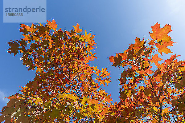 Herbstliche Zweige gegen klaren Himmel