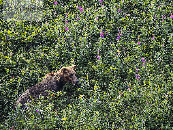 Ein erwachsener Braunbär (Ursus arctos)  in Geographic Harbor  Katmai National Park  Alaska  Vereinigte Staaten von Amerika