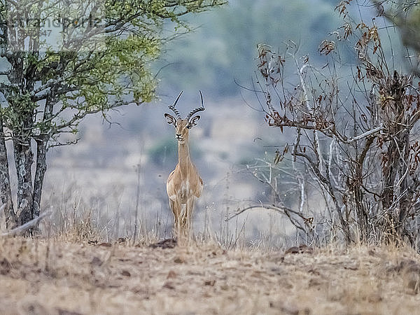 Ein erwachsenes Impala-Männchen (Aepyceros melampus)  South Luangwa National Park  Sambia