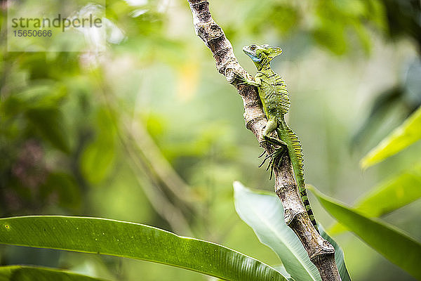 Grüngefiederte Basiliskeidechse (Basiliscus plumifrons)  Boca Tapada  Provinz Alajuela  Costa Rica