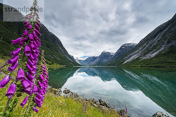 Wildblumen am Ufer des Sees Jolstravatnet unter Gewitterwolken  Jolster  Provinz Sogn og Fjordane  Westnorwegen  Skandinavien