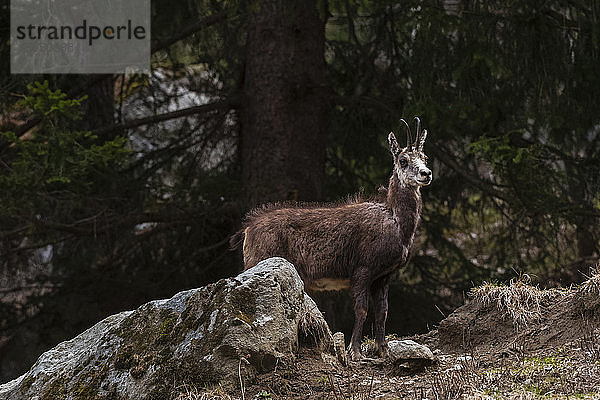 Alpengämse (Rupicapra rupicapra)  Valsavarenche  Nationalpark Gran Paradiso  Aostatal  Italien