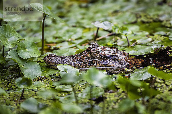 Brillenkaiman (Caiman Crocodilus)  Tortuguero-Nationalpark  Provinz Limon  Costa Rica