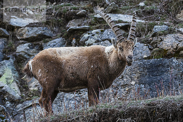 Alpensteinbock (Capra ibex)  Valsavarenche  Nationalpark Gran Paradiso  Aostatal  Italien