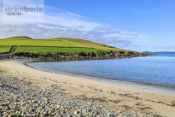 Schöner Strand von Sandwick  grüne Hügel und Klippen von Ness of Hillswick  Northmavine  Shetlandinseln  Schottland  Vereinigtes Königreich