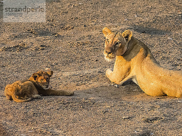 Eine erwachsene Löwin (Panthera leo) mit einem verspielten Jungtier am Luangwa-Fluss im South Luangwa National Park  Sambia