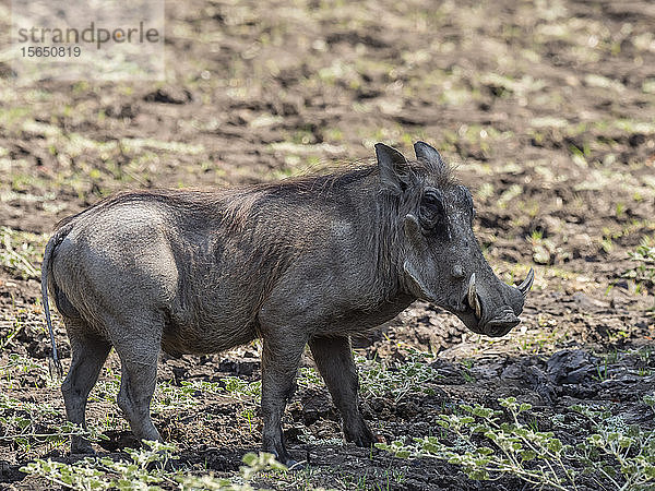 Ein erwachsenes männliches Warzenschwein (Phacochoerus africanus)  South Luangwa National Park  Sambia