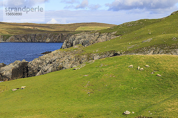 Ness of Hillswick  interessante Geologie  zerklüftete Klippen  grüne Hügel  Schafe  Northmavine  Shetlandinseln  Schottland  Vereinigtes Königreich