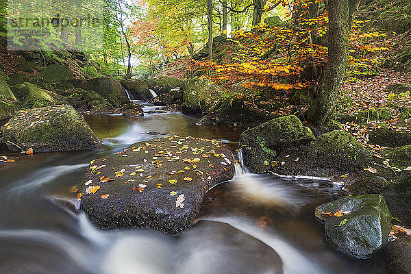 Padley Gorge im Herbst  Peak District National Park  Derbyshire  England  Vereinigtes Königreich